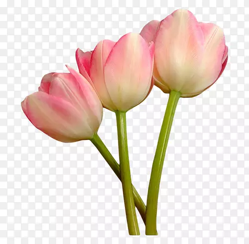 �����㻨���л�-������-������