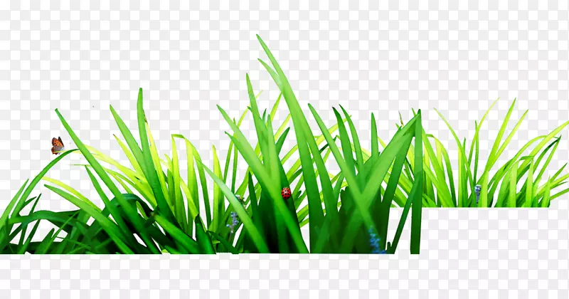 ����-GRASS-������