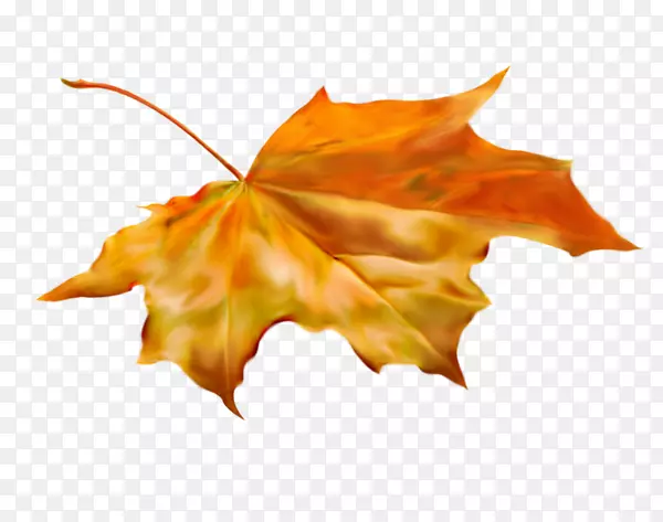 ��Ҷ�����ռ�-����-������