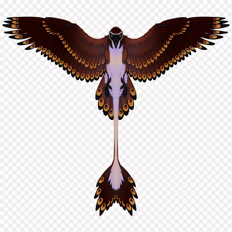 ӥ��Գ�-������