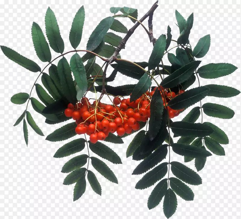 ����ɽ���ǽ�������-���-������