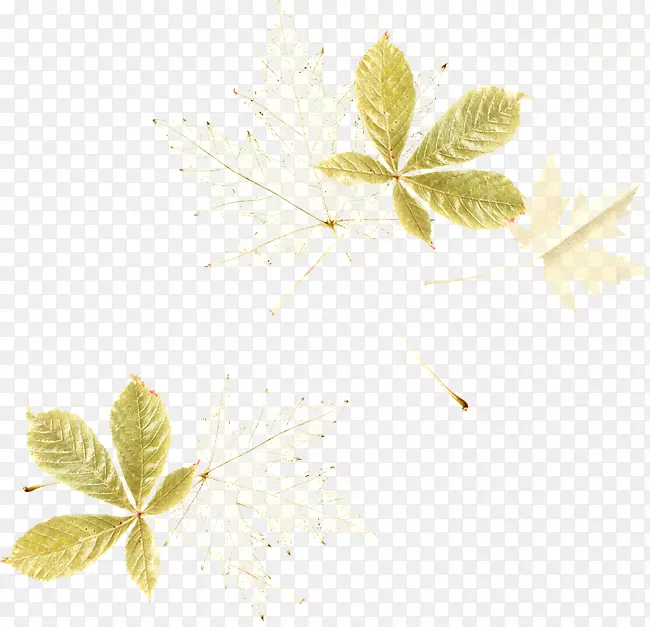 ��Ҷ����ֲ�ﾥ��-������