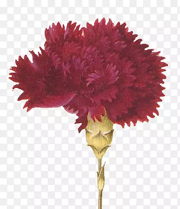 ����ֲܰ��ѧ��ͼֲ��廨����-����-������