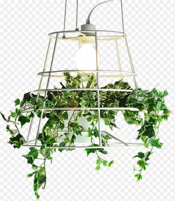 ֲ���۾�������ֲ��-������