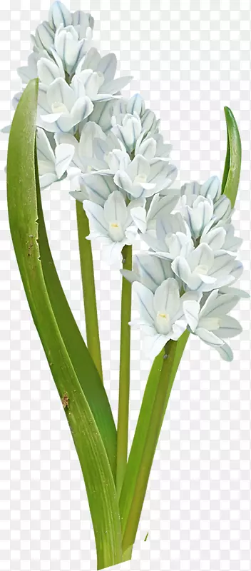 ��������л�ֲ�ﾥ���껨-������