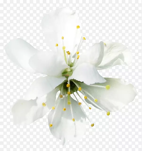 ��������֦��-������