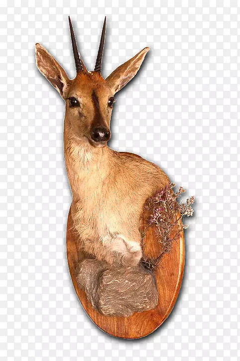 ����걾¹ɹ��ͷ��������-¹-������