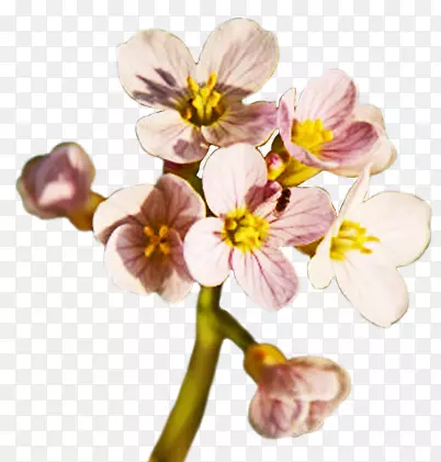 �����ɼ�����-��-������