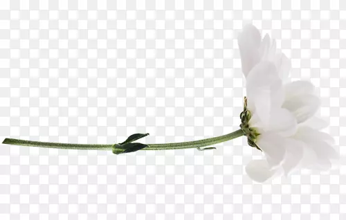 ���ܻ�԰õ�廨�������-��-������