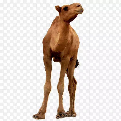 Ұ������½���������-ɽ��-������