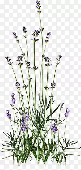 ��Ӣ��޹�²���ҳ�����������-��-������