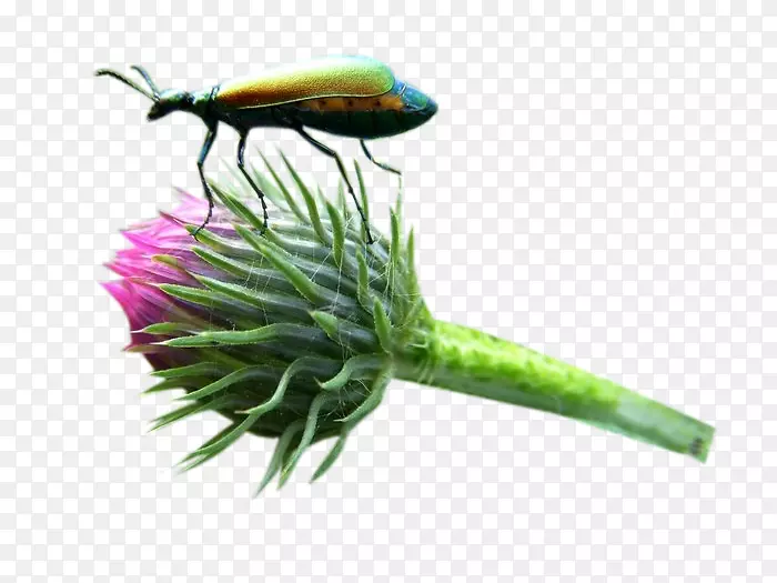 ţ�̼�������ѿ-ţ�̼����ٺ�����ͼƬ����-������