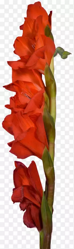 �������л�ֲ�ﾥ������������-������