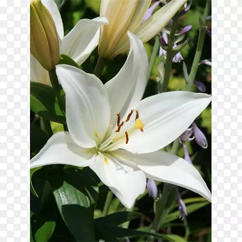 �������ٺ�-������