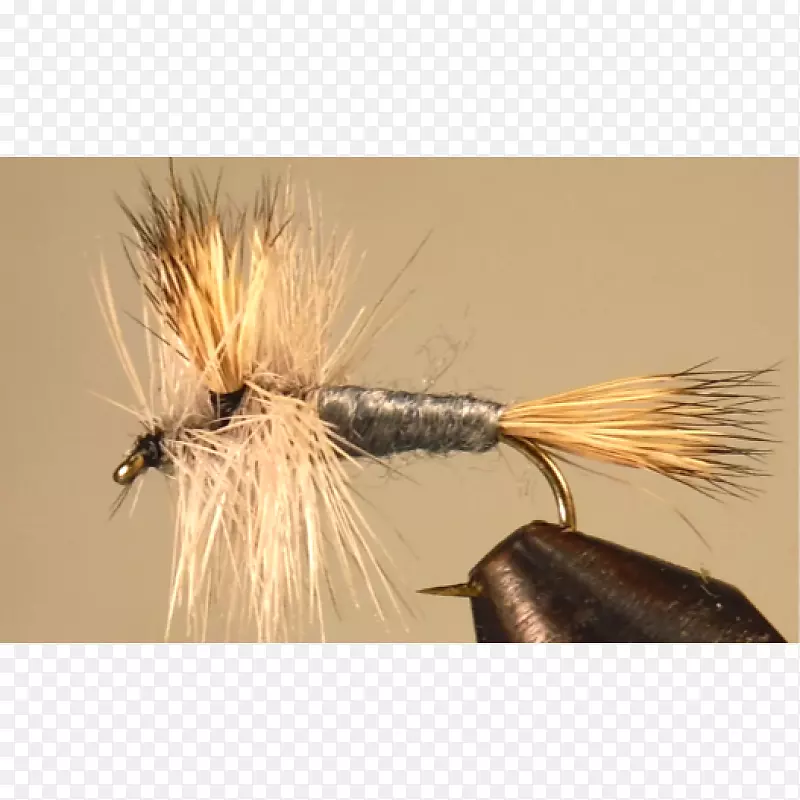 �����˹�Ӭ-������