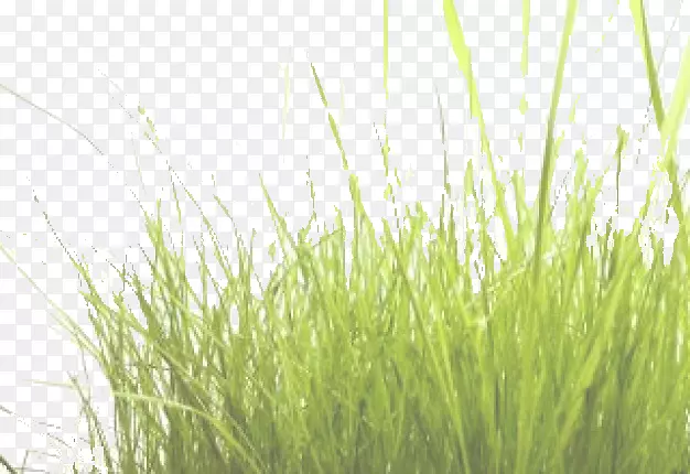 ���ز�-������