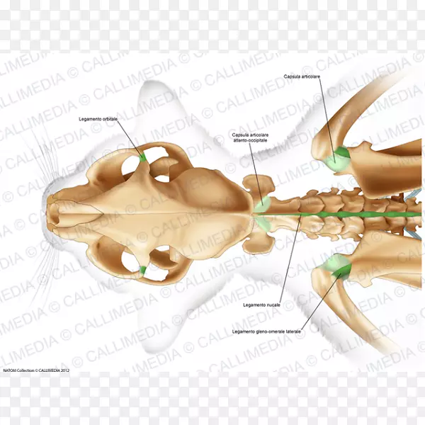 ��ָ������������-������