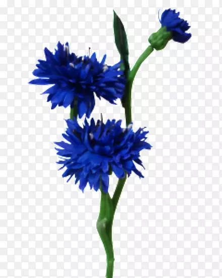 ֲ�ﾥ���л����컨-������