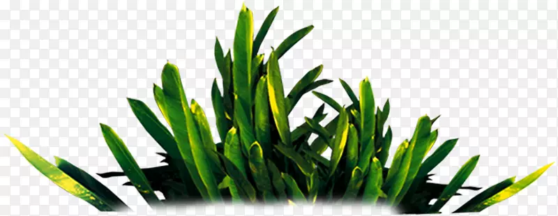 ����-GRASS-������