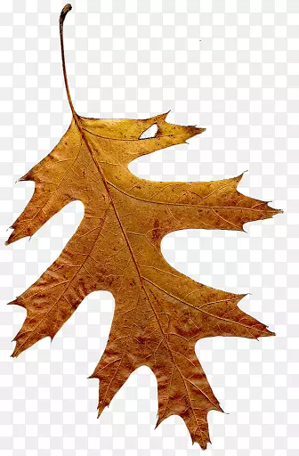 Hojas secasҶ���������-Ҷ-������