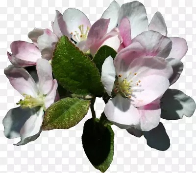 ƻ��ƻ��-������