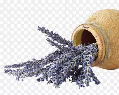 Ӣ��޹�²ݻ�̳-��-������