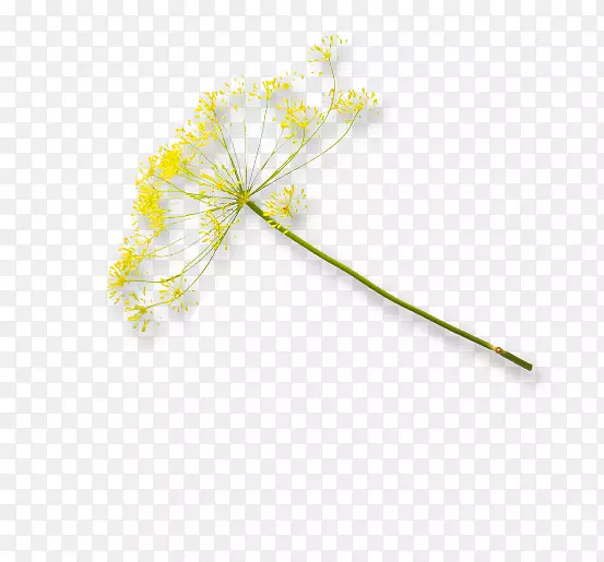 ����ֲ�ﾥ֦Ҷ����ֲ��Ҷ-������