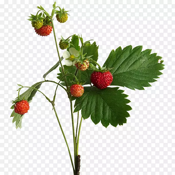 ��ݮ��ӡ�ȸ�����-��ݮ-������