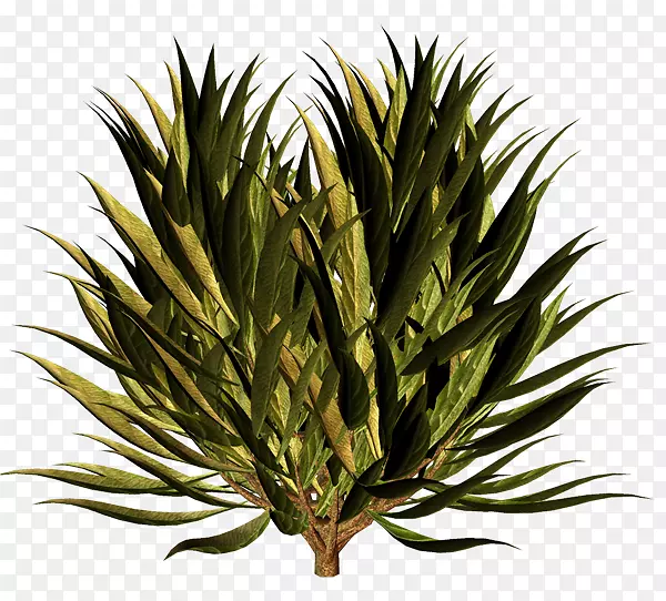 ����ֲ�ﾥϵ��-������