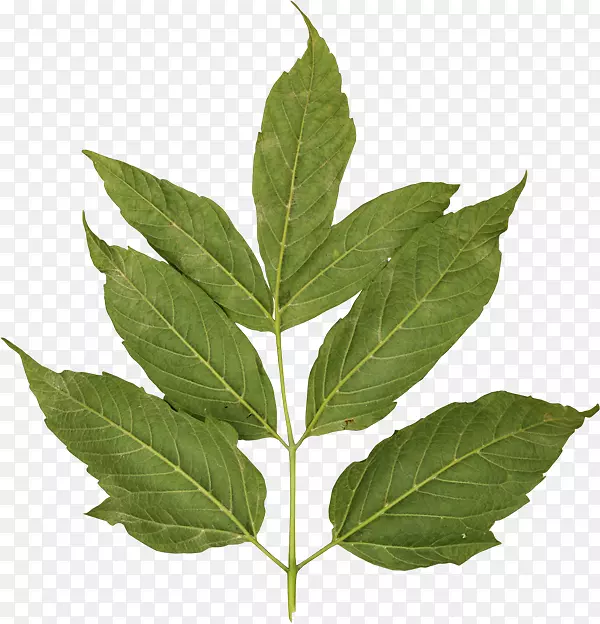 Ҷ�ﲩ�ͼ�����-Ҷ-������