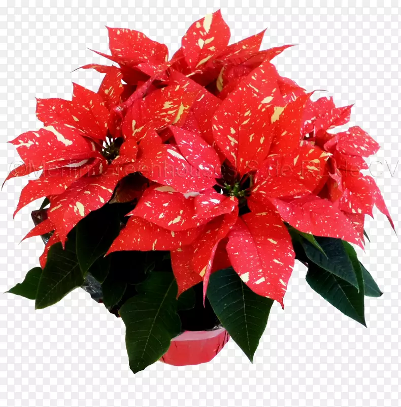 ������ƻ���һƷ���л�-��-������