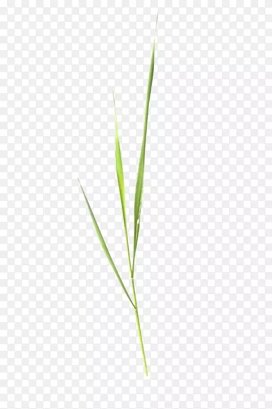 ��Ҷ��ͼ��-װ�α�������-������