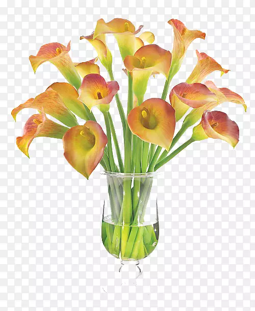 ��������л��˹�����ֲ��-����-������