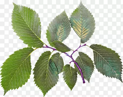 ��ֽ����-������