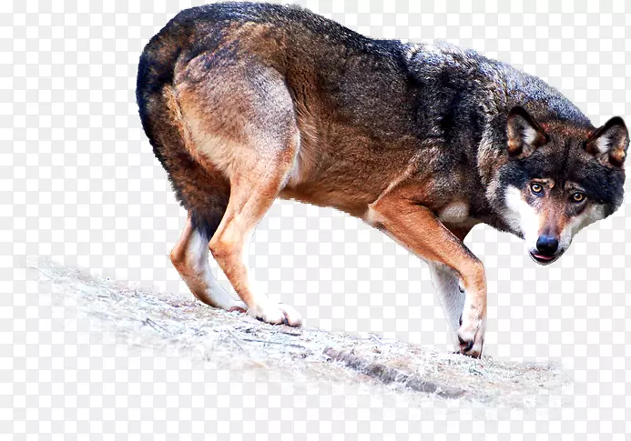 ���ǹ���ֳ���Ӽ�����Ȯ-������