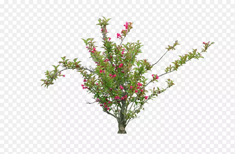 ��԰���ͼ�����-����-������