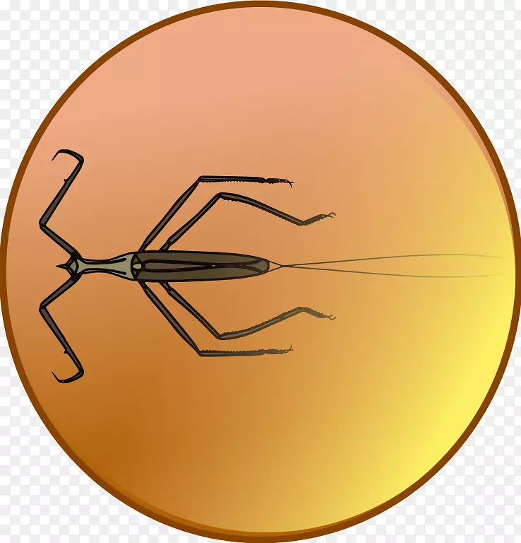 ����Բ����-������