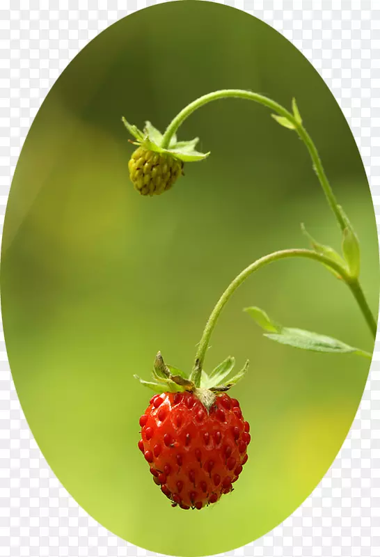 ��ݮ����ˮ����ȻʳƷ.Kirov-������