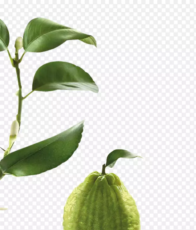 ����֭ˮ�ݻ���-������