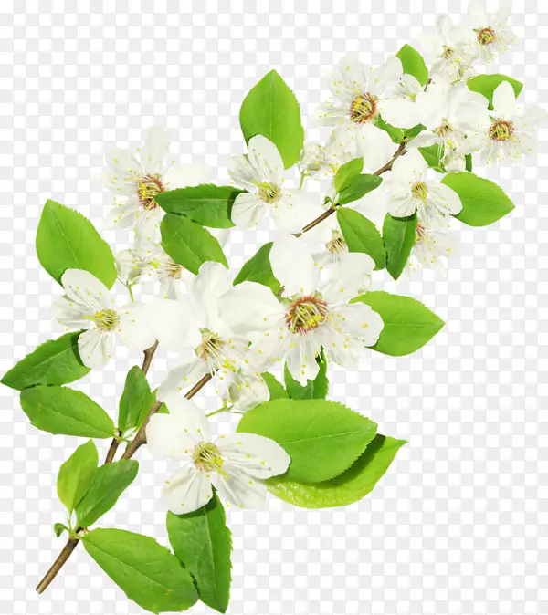 ��֦��ľ����֦��-������