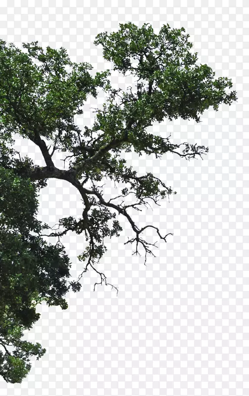 �޹��������������޹�˾��֦-�ֵ���֦��һ��-������