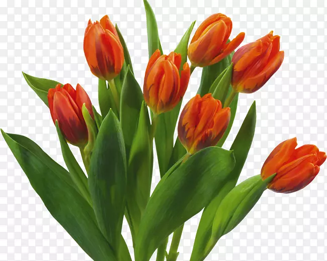 ���������������ֽ-������-������