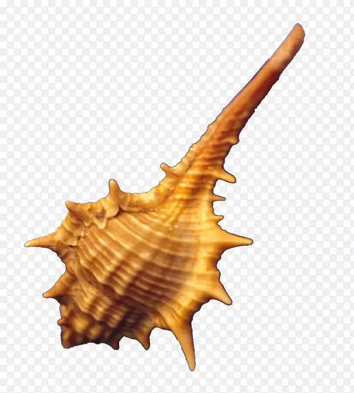 ����adobe��ͼ-��������-������