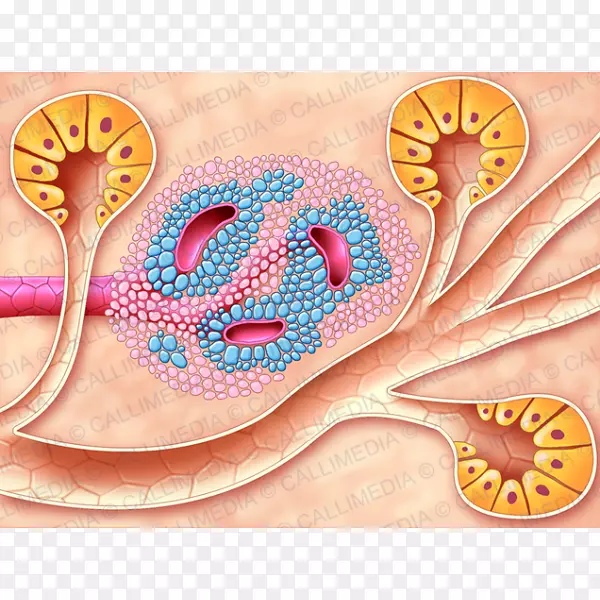 �ʸ�˹�ȵ�ϸ���ڷ���ϵͳ-����-������