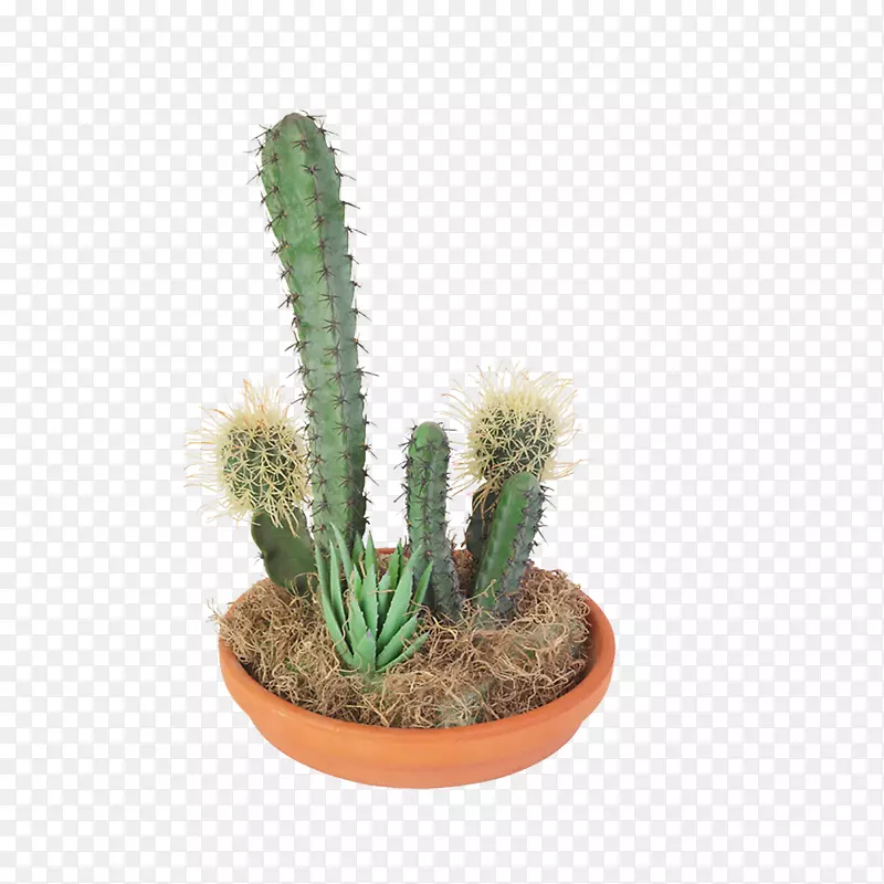 �����ƿ�����ֲ�������-���������-������