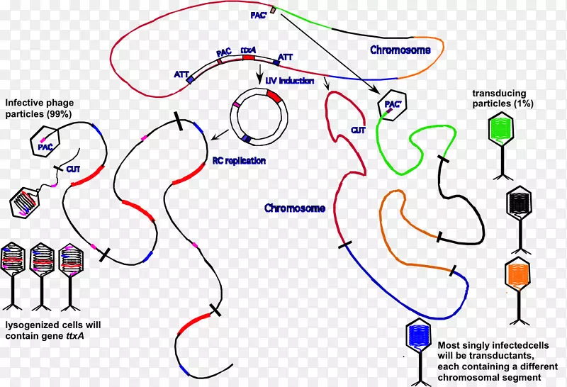 ֱ�ߵ���-������