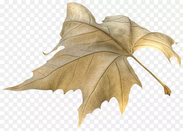 Ҷͼ������-Ҷ-������