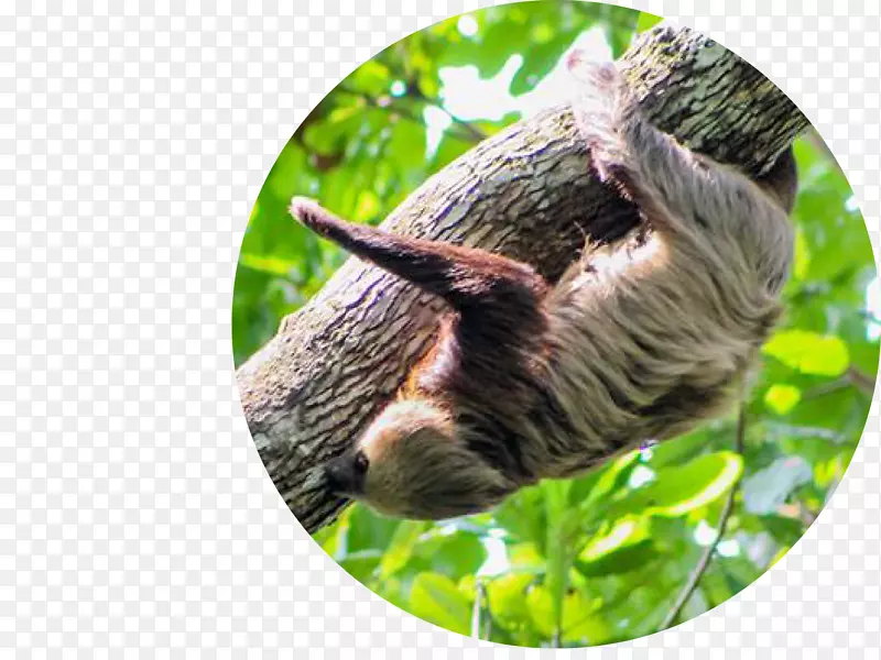 �廭ʦadobe��ӳʽרҵƽ�����-����-������