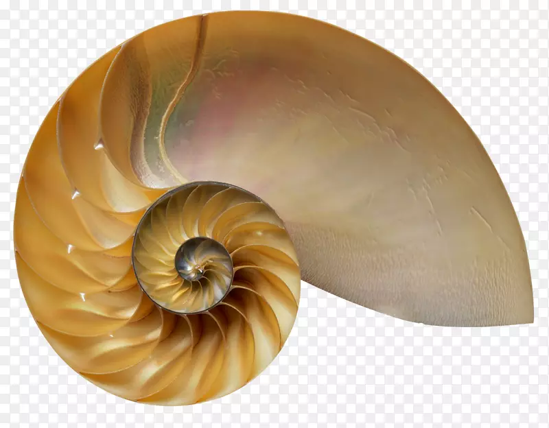 ���룺֧����������Ȼ�Ϳ�ѧ�����ع�ʽ�ƽ𲿷֣�����Ȼ����������ƽ��������������Ȼ�Ϳ�ѧ�鼮�е���ѧ��-������