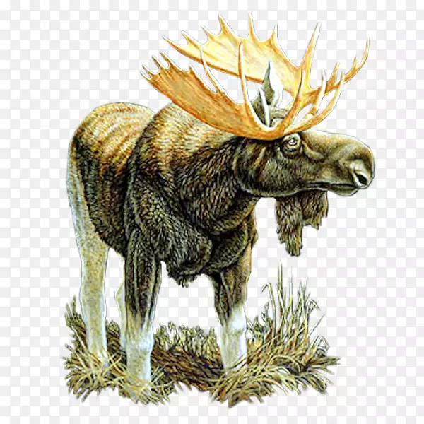 ��¹����-¹-������